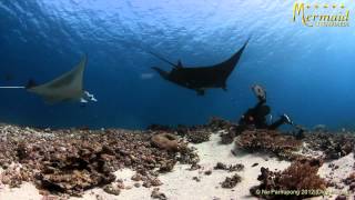 Komodo Diving Cruise with Mermaid Liveaboards I Sept 16 - 25, 2012