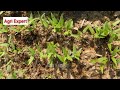 f1 hybrid chilli farming in pakistan chilli farming hybrid chilli farming in india agri expert