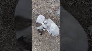 Cute Stray puppies sleeping in evening | Mountain Village | Nature Buddies #animals #youtubeshorts