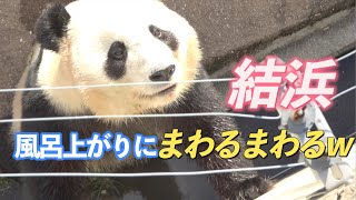 【４回転は当たり前！】結浜🎀お風呂入ったのにまわるまわるw【お姉ちゃんパンダ】Giant Panda -Yuihin-