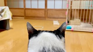 【ネコ動画】脱走してから一日経ちました。【iPhone12Proで撮影】