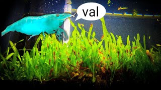 Plants For Shrimp Tanks - Jungle Val