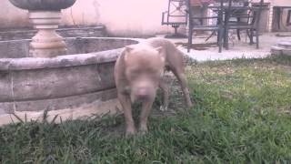 UKC American Pit Bull Terrier (APBT)