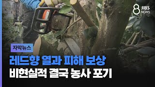 [자막뉴스]레드향 열과 피해 보상 비현실적.. 결국 농사 포기 /JIBS/제주/2025.01.31