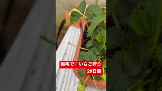 自宅でイチゴ狩り【029日目】#いちご狩り #苺狩り #いちご栽培