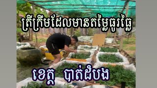 ទិញត្រីក្រឹមលំអ នៅខេត្ត បាត់ដំបង តម្លៃធូរៗ