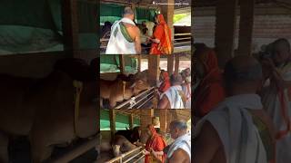 Jagadguru Shankaracharya Sri Sri Krishnananda Tirtha Mahaswamiji with cows in Goushala  🙏🙏