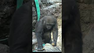 寒いのへっちゃら　元気なスモモ 💞 【上野動物園】  ゴリラ