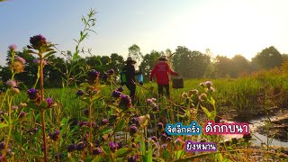 กี่ครั้งก็ยังหมาน ดักกบนาจัดอีกครั้งก่อนเกี่ยวข้าว/บ้านนาพาสุข EP.430