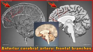 Anterior cerebral artery: frontal branches  | Arteries of head and neck | 3D Human Anatomy | Organs