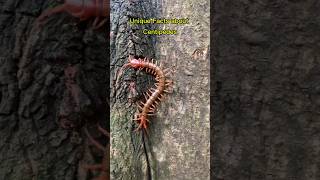 Unique Facts about Centipede #shorts #youtubeshorts #viralshorts #insects #centipede #wildlife