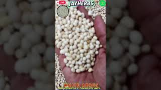  Safed Chirmiti | Safed Gunja | White Abrus | Dry Safed Chirmiti seeds | Safed Gunja | #jayherbs