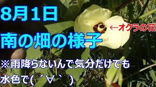 【自然農×MOTTAINAI】正念場の8月に入った畑の様子です。雨が降らないので植物達は静かにゆっくり成長しています。