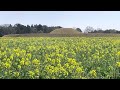 宮崎 西都原の菜の花畑