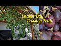 Bí quyết trồng chanh dây(passion fruit) được nhiều trái ở Mỹ