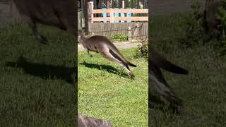 #早くてスマホがついていけない　#オオカンガルー　#Eastern grey kangaroo    #金沢動物園　#横浜市　2024. 5. 3