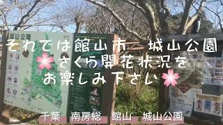 波情報　2021年3月16日（火）千葉南房総平砂浦海岸　開運波乗り店舗　白浜観光案内所