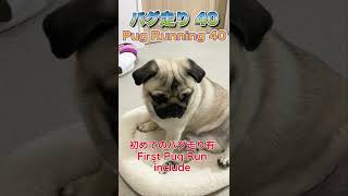 【パグ走り40】Pug Running 40 with 2mos Pug Run