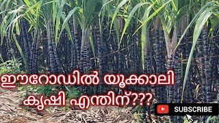 agriculture lands in Tamilnadu | Turmeric plants field |  മഞ്ഞൾ കാട്ടിൽ പോയാലോ | part-6