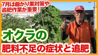 Okra's fertilizer deficiency symptoms and countermeasures taught by Japanese farmers !