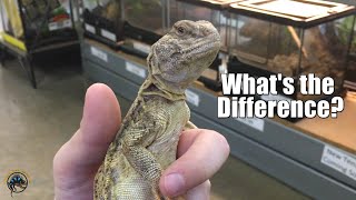 Males vs Females of 3 Types of Uromastyx!