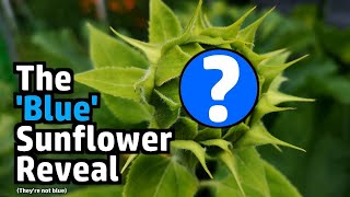 Random Stuff - Blue Sunflower RESULTS! Spicy Parcel, Garden Stuff, Portland Bill, Comment Positivity