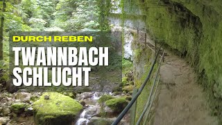 Twannbachschlucht | durch Reben  | Wanderung | Outlander Ventures