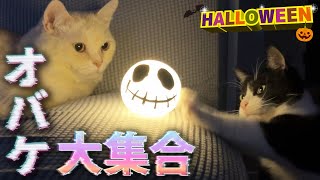 オバケを恐れない怖いもの知らずのボス猫ニャーゴと弟分のつよボム【ハロウィン】