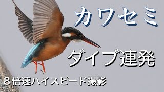 カワセミダイブ連発！捕獲率３割でも、ひたすらダイブ！ガンバレ！カワセミ！