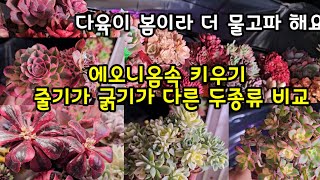 다육이 에오니옴속 키우기 (댓글 답변)🌸두 종류로 나눠 특징과 물관리 여름관리♻️베란다 다육이 봄이라서 물고픔이 더 빠르네요🤗