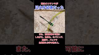 【ゆっくり解説】実はオニヤンマが昆虫界最強だった #生態解説 #ゆっくり解説 #日本  #動物