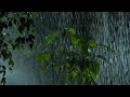 deep sleep easily in 3 minutes with pure heavy rain 4k u0026 intense thunder sounds in forest at night