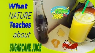 An Amazing Lesson From Ants about Sugarcane Juice and Coke! A MUST SEE!