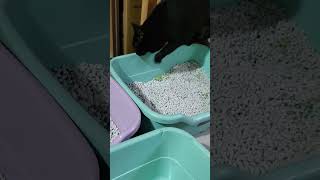 どうやら自分でしたのではないようだ…『早く掃除しろ！！』と教えてくれるカラス猫様🙀　　　　#猫小屋 #黒毛サラブレッド　2023年10月1日