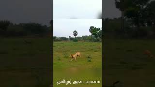 ரத்த செவலை சிப்பிப்பாறை