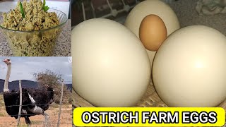 Giant South African நெருப்பு கோழி Egg Bhurji 🥚🐣 | Breaking BIG OSTRICH EGG safely | Ostrich farm