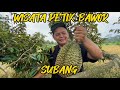 Wisata Petik Durian Bawor Lancip Di Subang