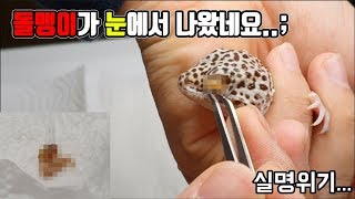 속시원영상)돌덩이가 눈에 껴서 죽을위기에 처했습니다..살리자..