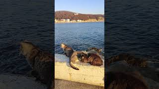 Fluffy breeze: Cats love coming to the sea #cat #cats #sea  #waves #beach  #explore