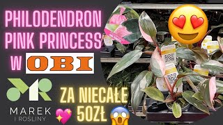 Philodendron Pink Princess za niecałe 50 złotych! Super dostawa w OBI💗