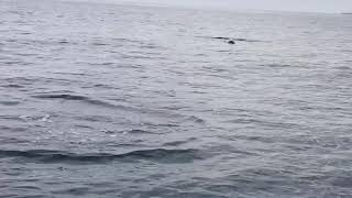 Dolphin Arabian sea india