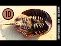 Download ТОП 10 - САМЫХ ДРЕВНИХ ИЗ ЖИВУЩИХ ЖИВОТНЫХ In Mp4 3Gp Full HD Video