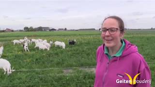 Op bezoek bij geitenhouderij Van Tilburg