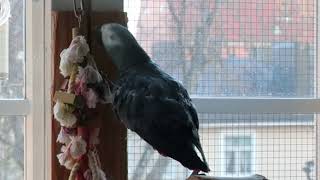 African Grey Parrots NAKKE.