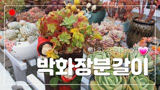 #미미네옥상다육#박화장예쁜토우아가화분에분갈이해봤어요~🌼🌸22.3.31/korean succulents plants 💖