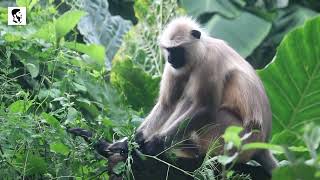 Daily Life of a Hanuman Langur