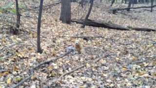 History On Location: Assiniboine Hunting