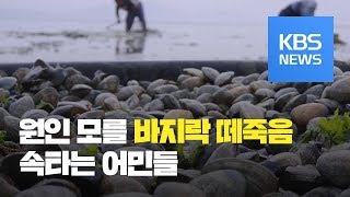 서산 가로림만 바지락 떼죽음…원인은 ‘오리무중’ / KBS뉴스(News)