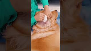 狗狗的沉浸式spa！Immersive Spa for Dogs #goldenretriever #pets #funny