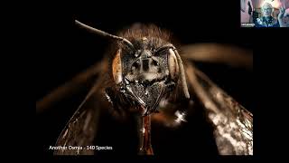 Native Bees are Picky, What you Plant Matters with Sam Droege - CNPS Yerba Buena Speaker Program